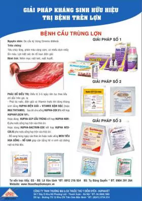 Giải pháp kháng sinh hữu hiệu trị bệnh Cầu trùng lợn